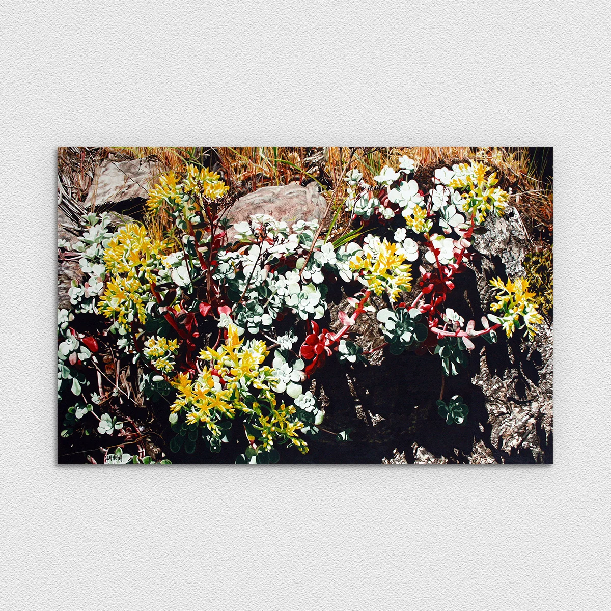 Summer on the Rock - Flowering Sedum