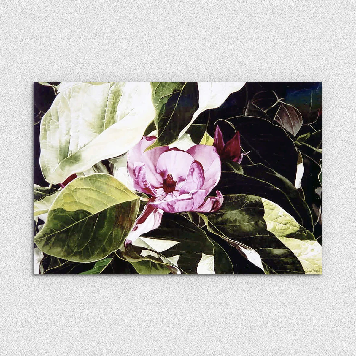 Late Afternoon - Magnolia