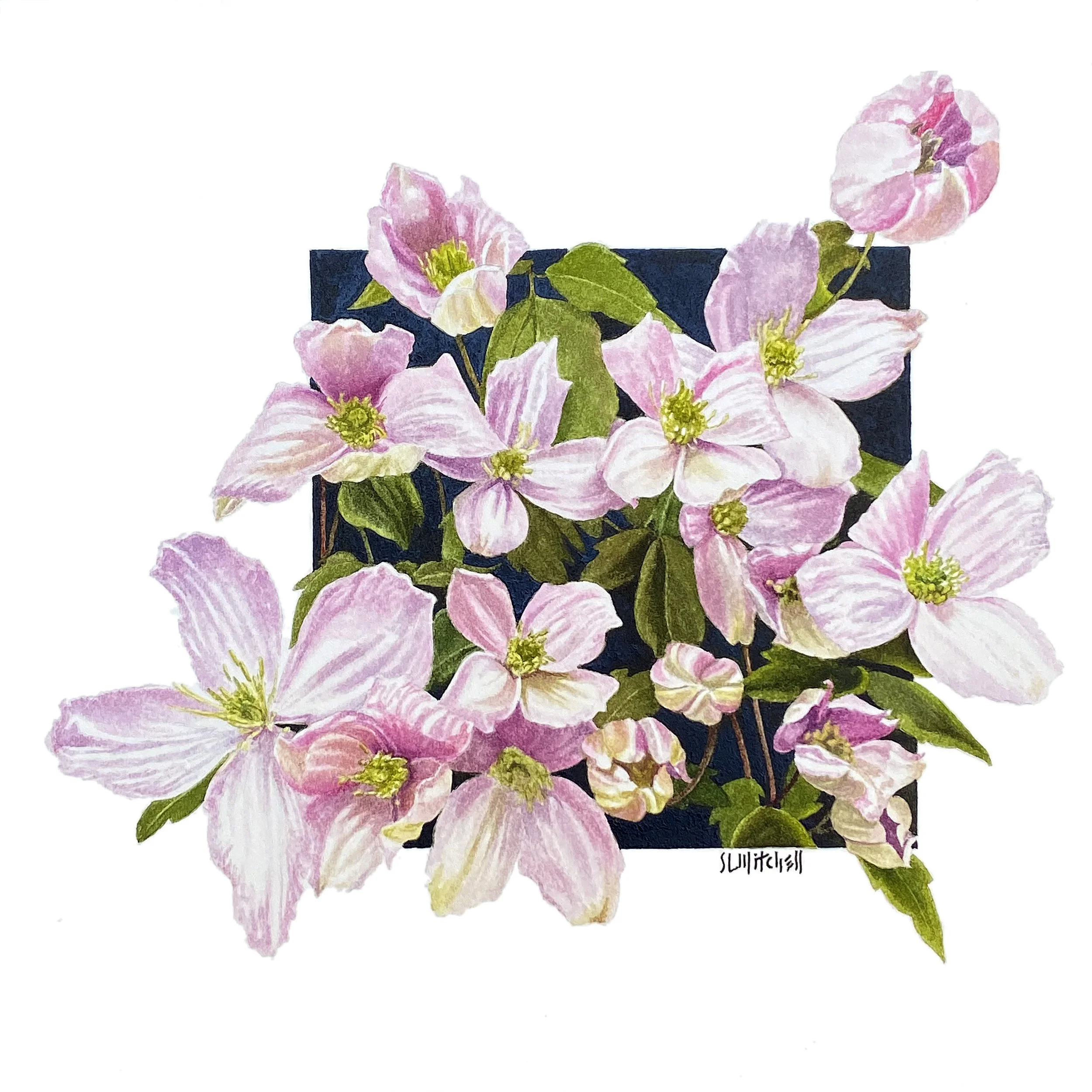 Birgit's Clematis