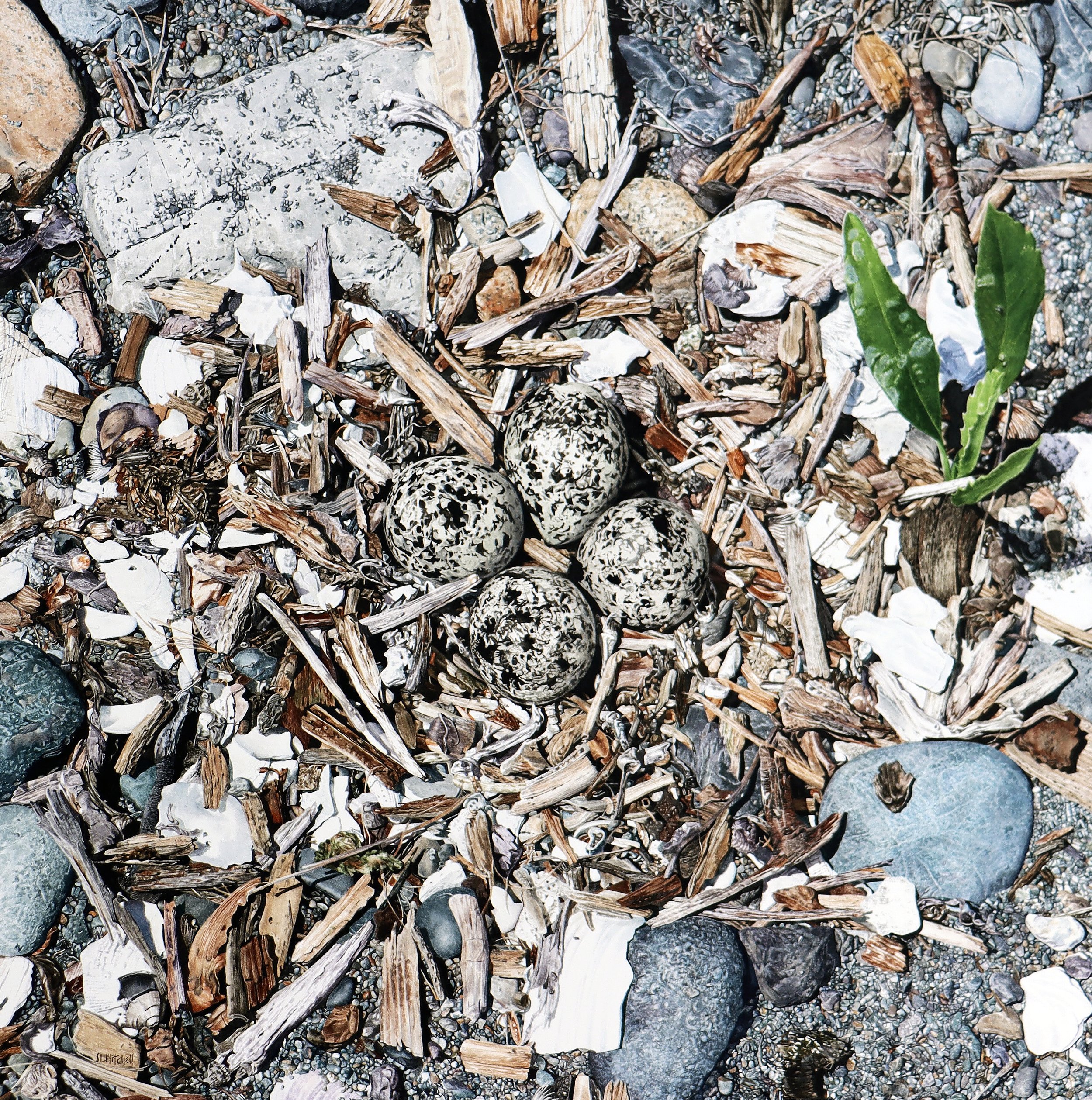 Camouflage - Killdeer Nest on Qualicum Beach