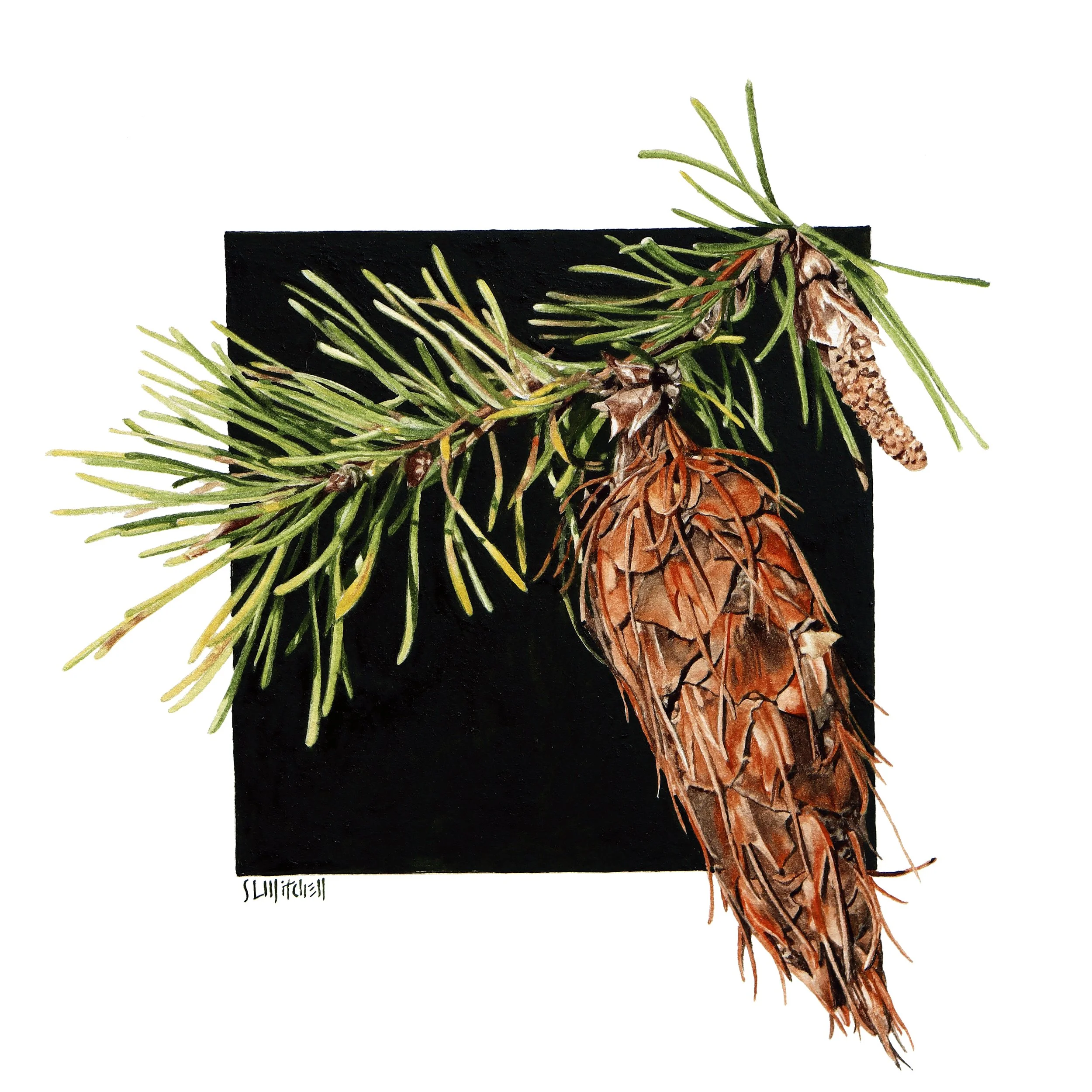 Fir Cone