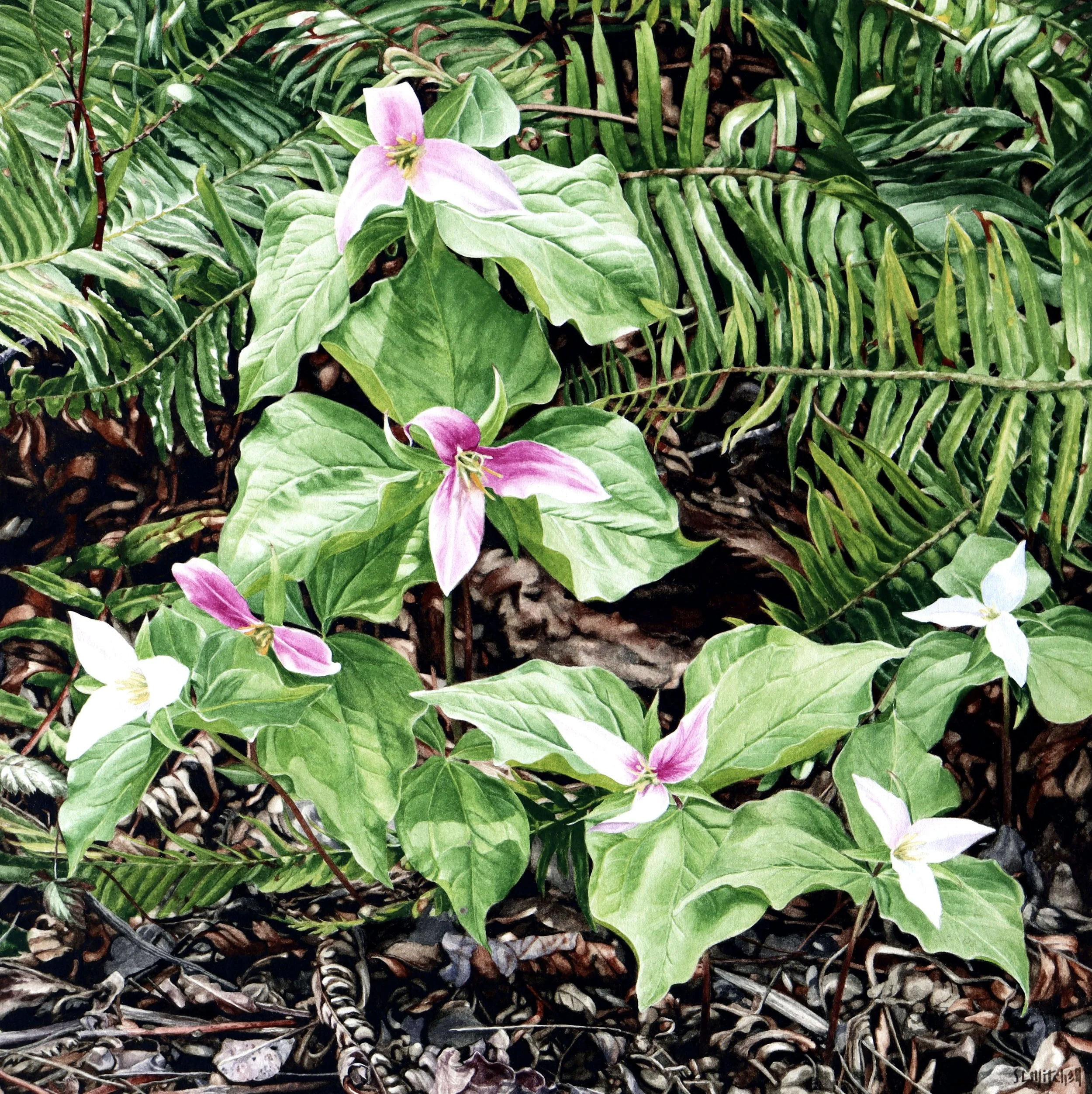 Seven Sisters - Pacific Trilliums