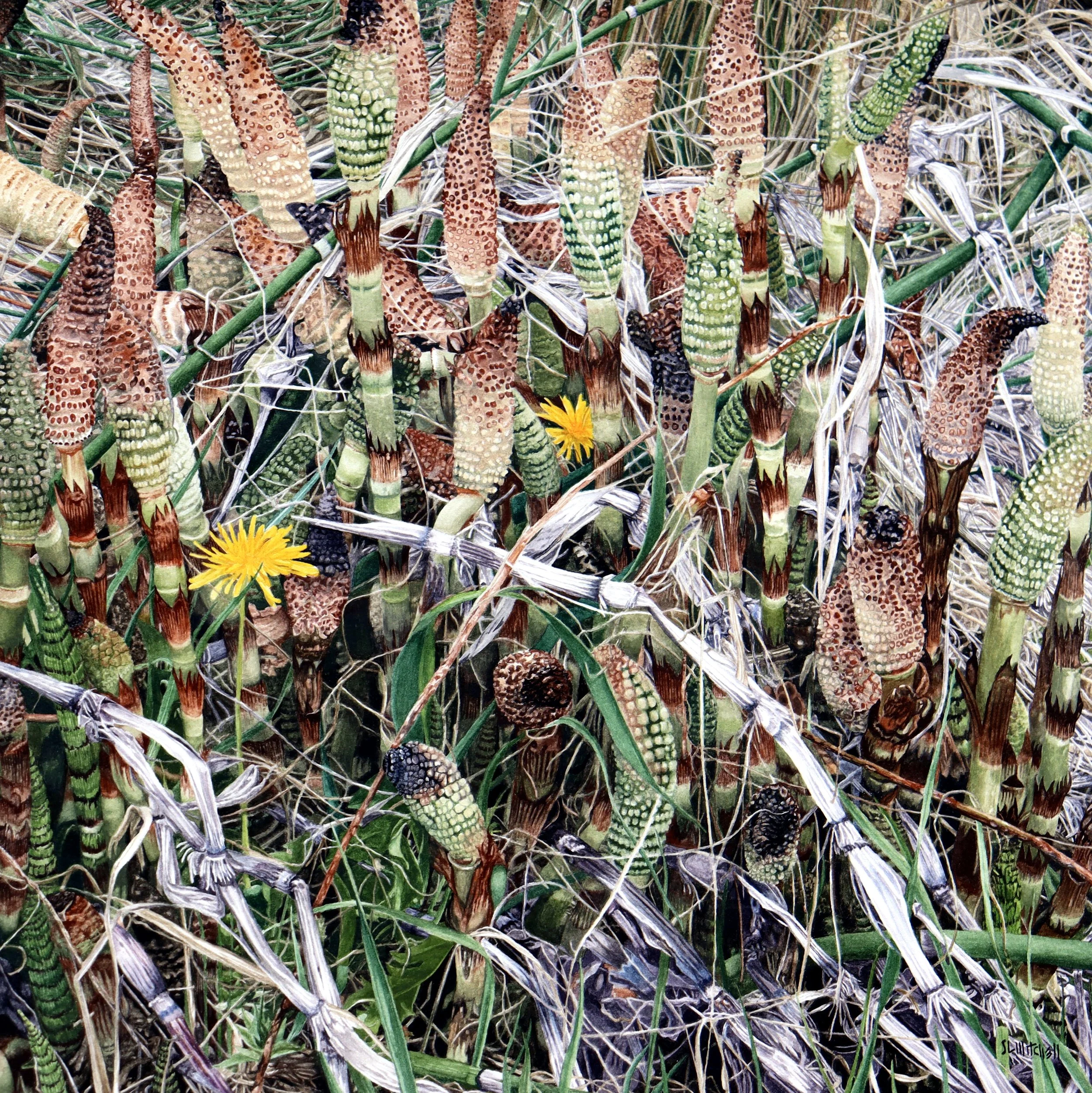 Chrysalids - Emerging Horsetails
