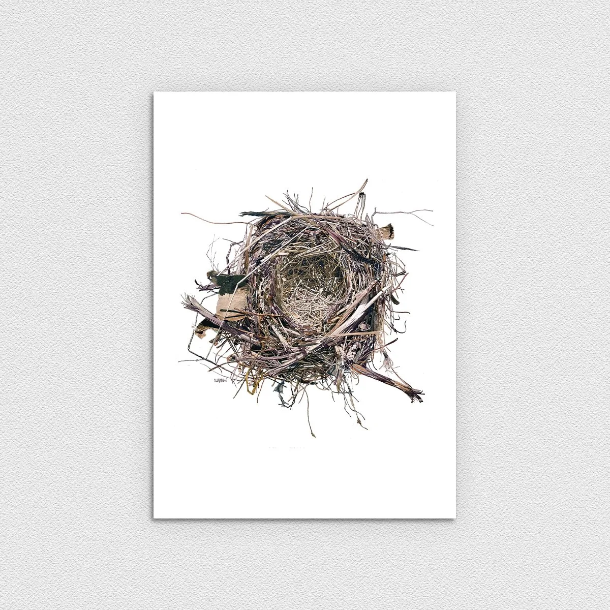 Nidus - Sparrow's Nest