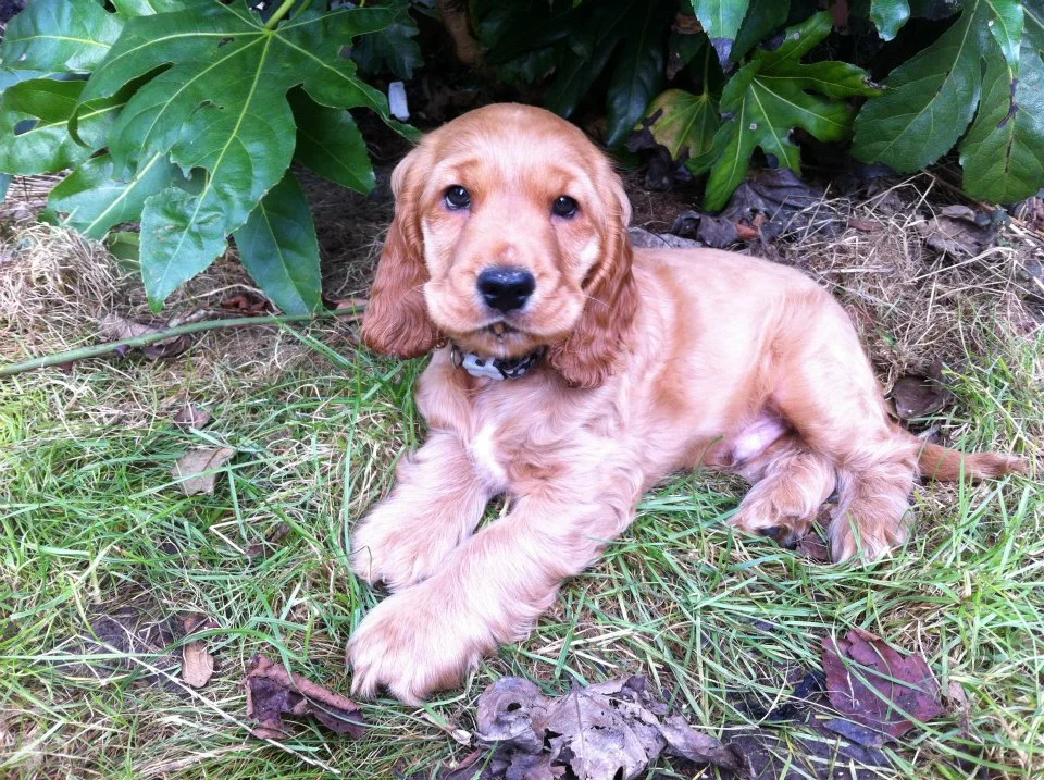 bert puppy.jpg