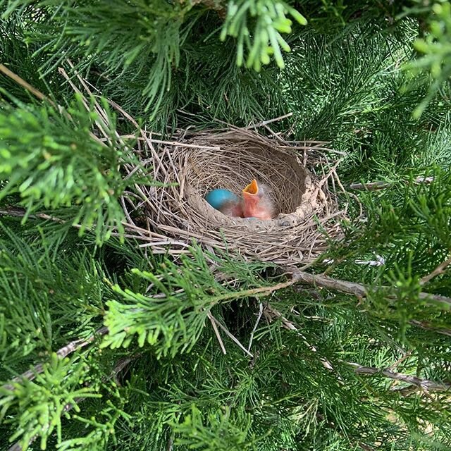 Just hatched. #robineggs #spring #justhatched #life #day1 #enjoytheday #chestercounty #pa #naturephotography