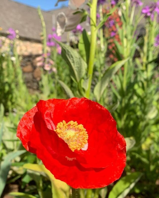 Feeling the vibrant hues. #popofcolor #gardens #naturehues #feelingbold #bam #flowergardens #flowersofinstagram #regram @wolf_peach