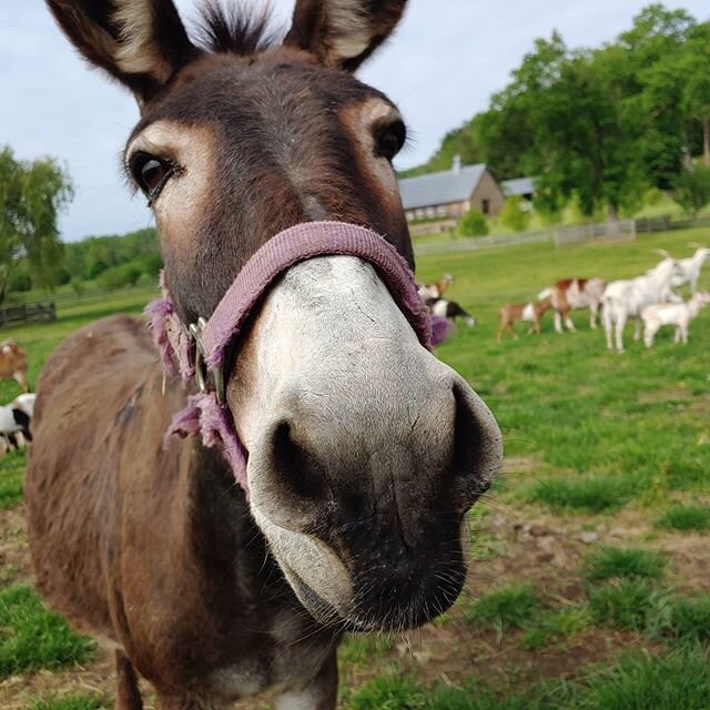 Memorial Day gives us time to reflect as a nation to thank the brave men and women that serve to protect us all. Lucy is our resident protector, she protects our smaller herds and happens to love the goats the most right along with carrots. Here she 