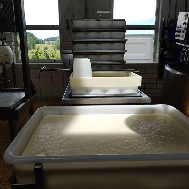 Hummingbirds in the making. #cheesemaking #creamery #makingcheese #hummingbirds #pacheese