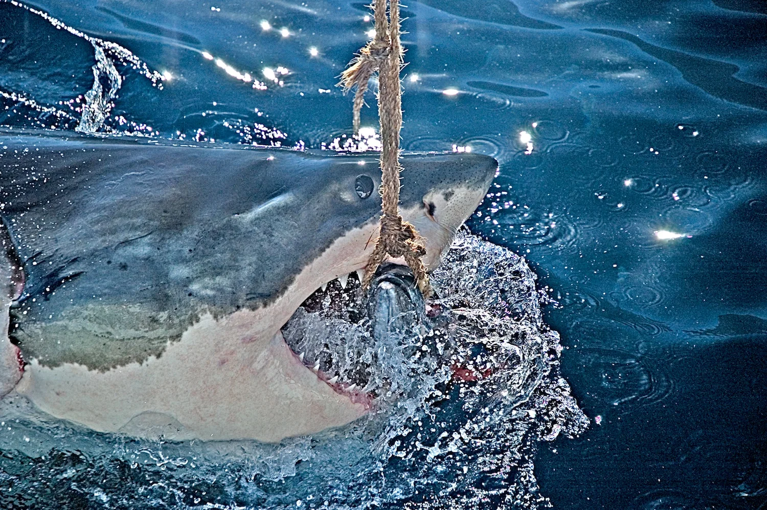 BITE2.jpg