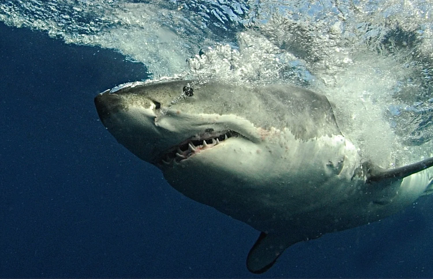 CLEANED UP SHARK.jpg