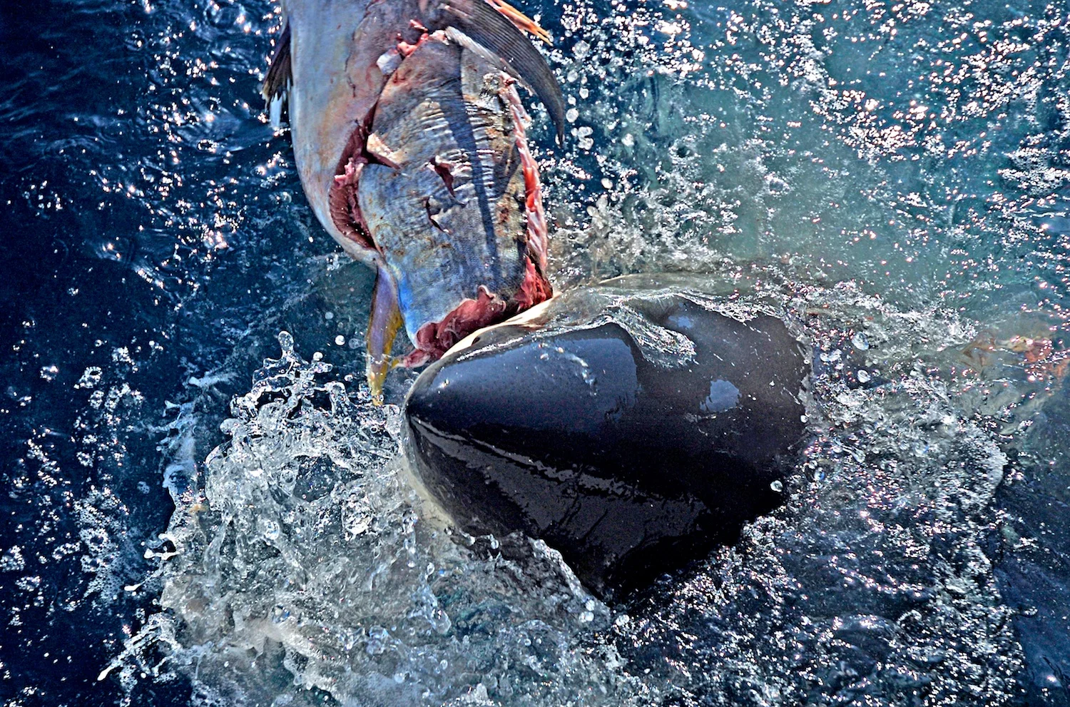 DSC_0016_3.jpg