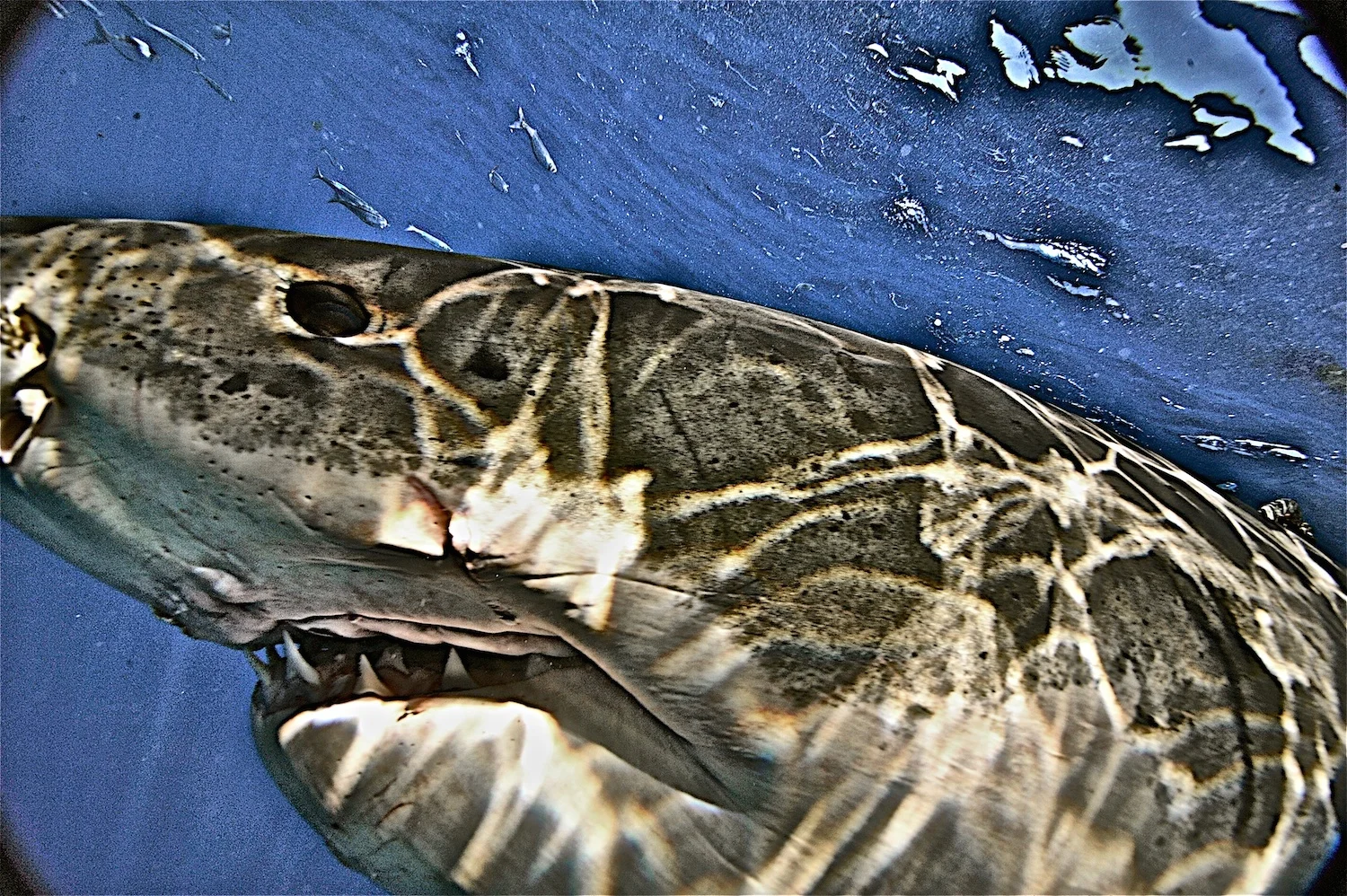DSC_44i95_2.jpg