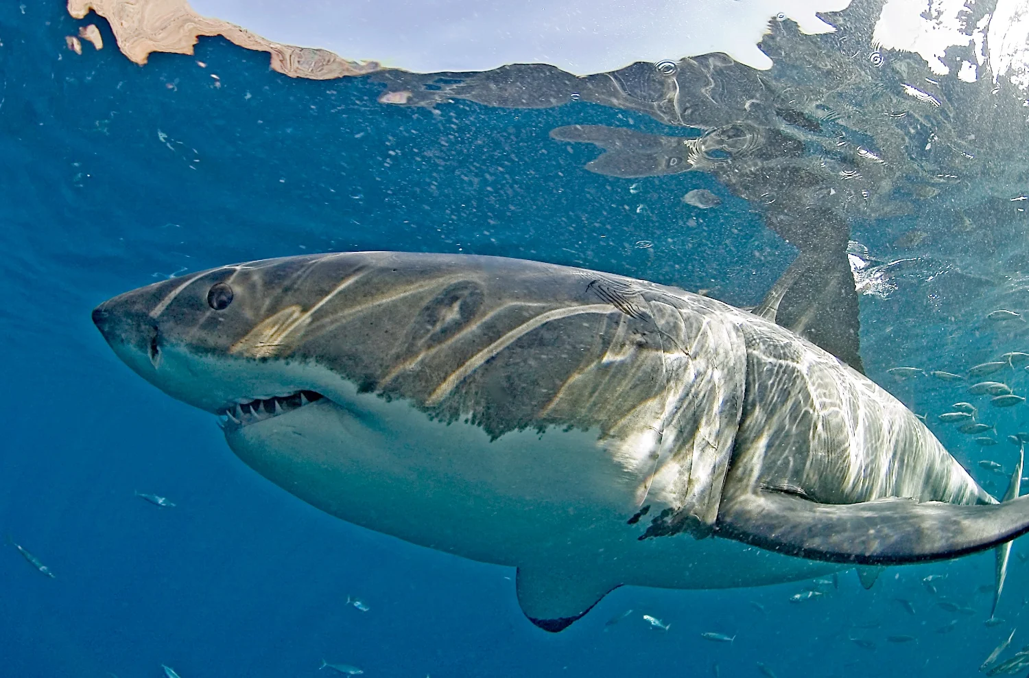 DSC_0236 copy.jpg
