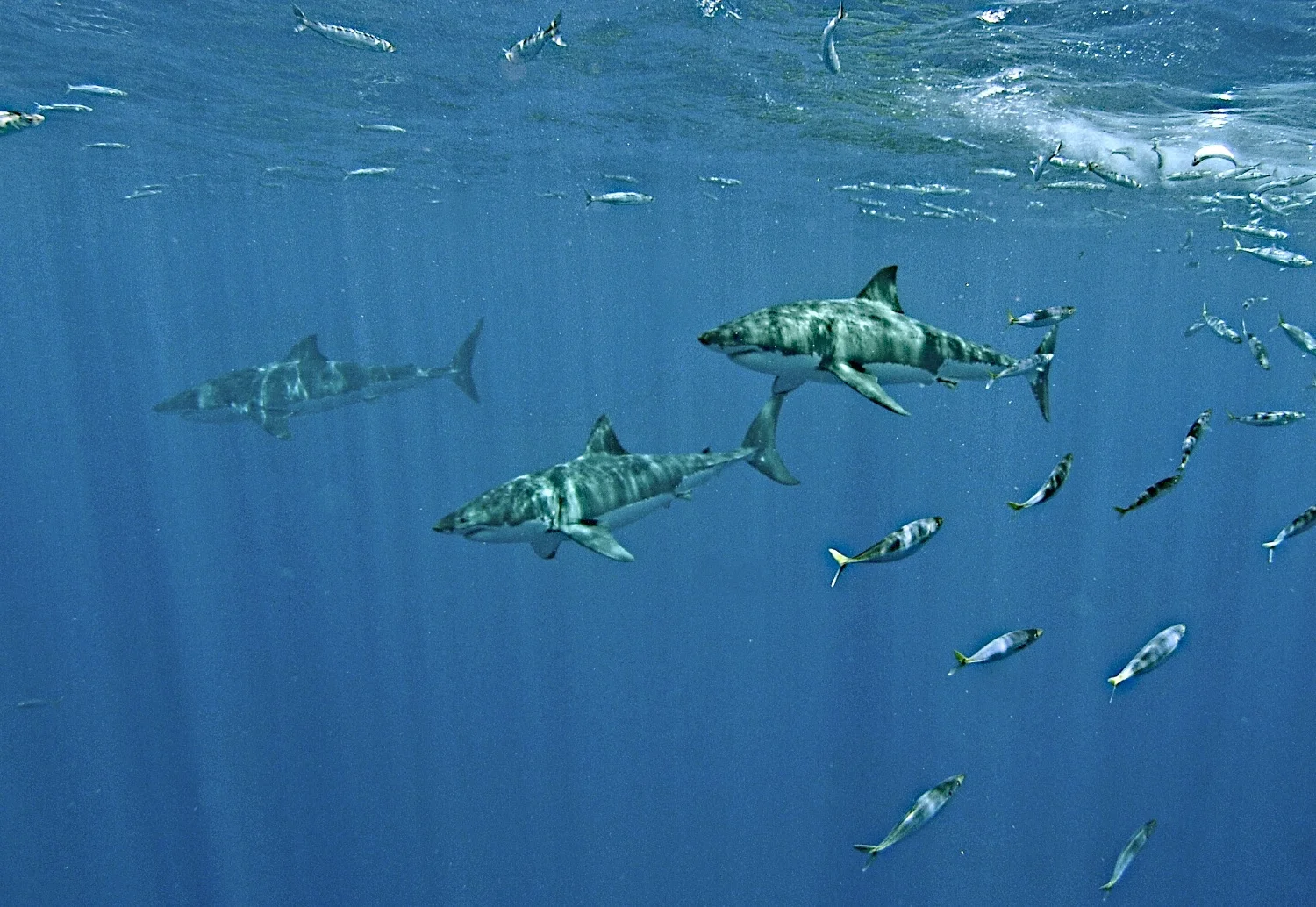 DSC_4094_2.jpg