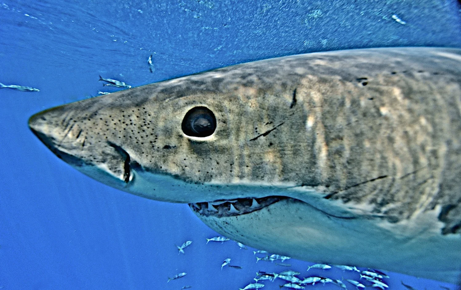 DSC_4526_2.jpg