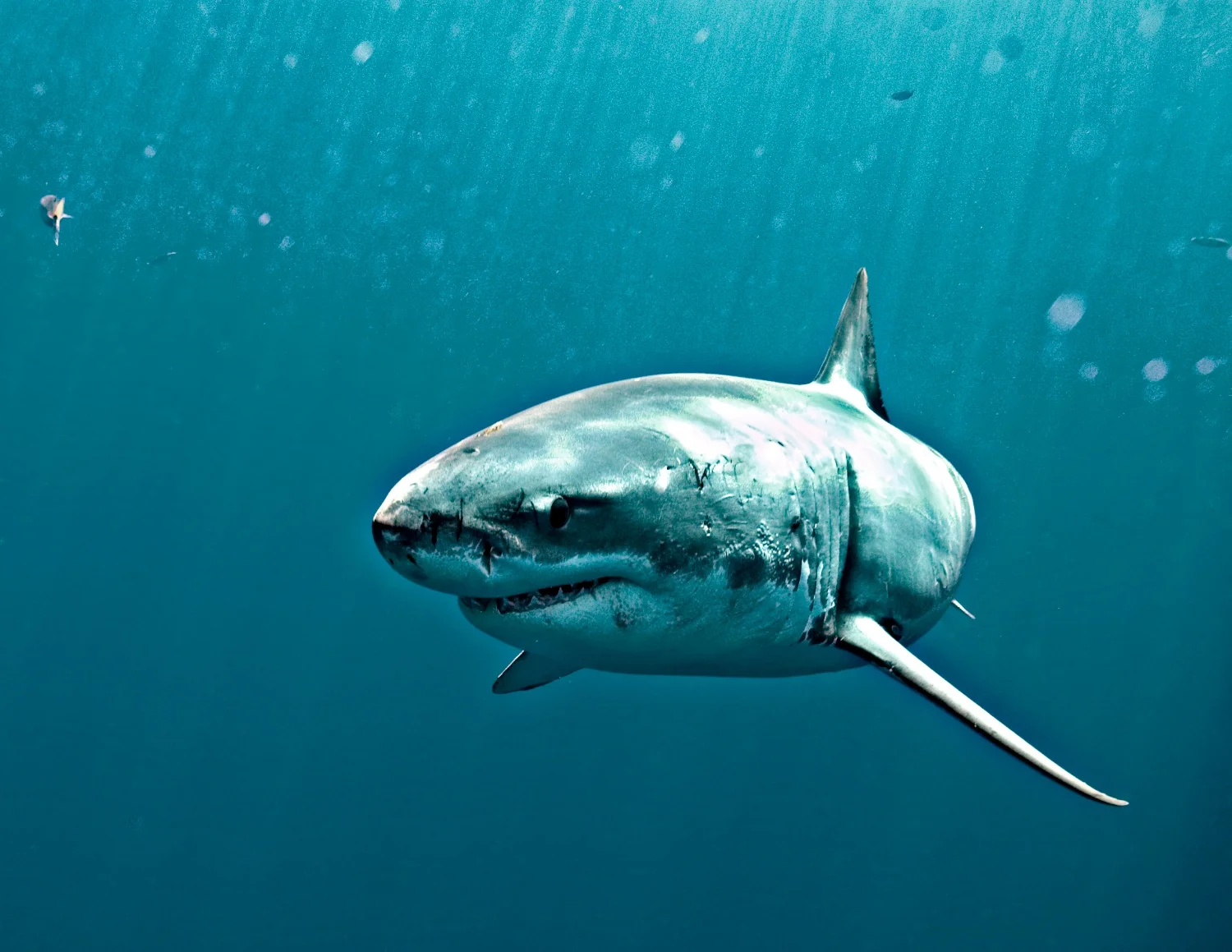 goodbluefloat.jpg