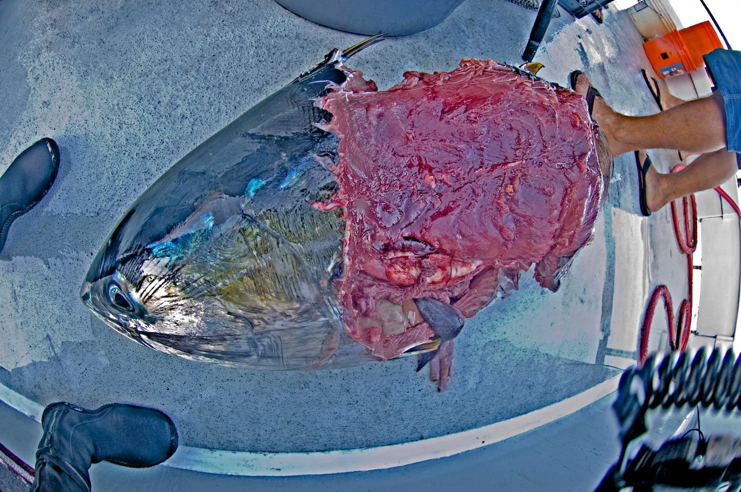 REMAINS.jpg