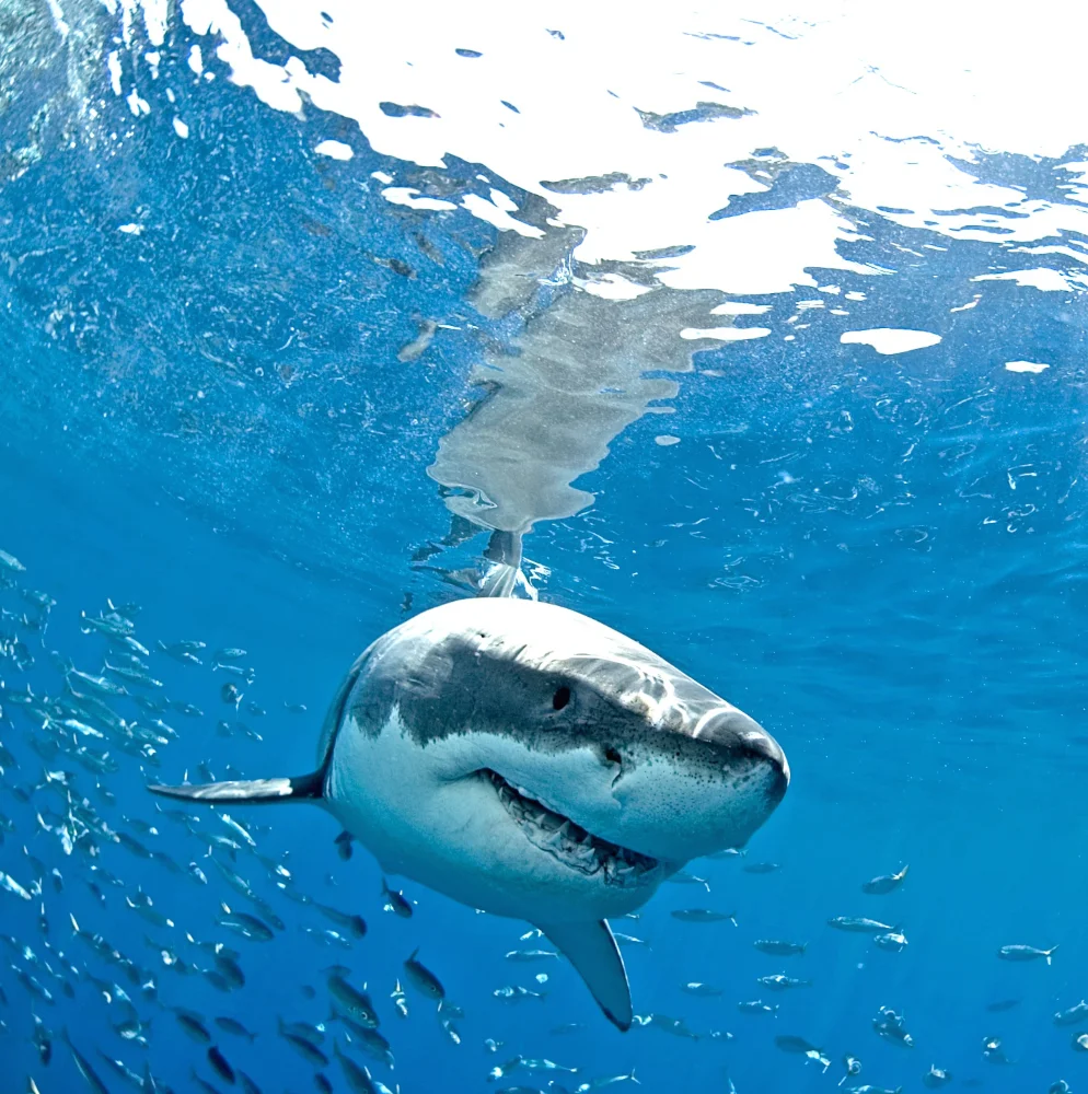 SHARKIEPOO.jpg