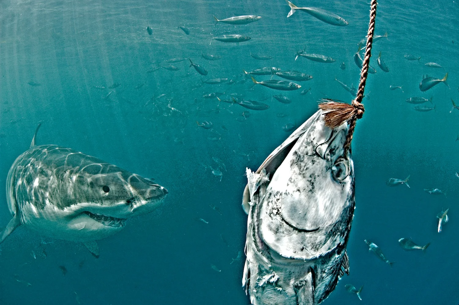 SNEAKYFISH.jpg