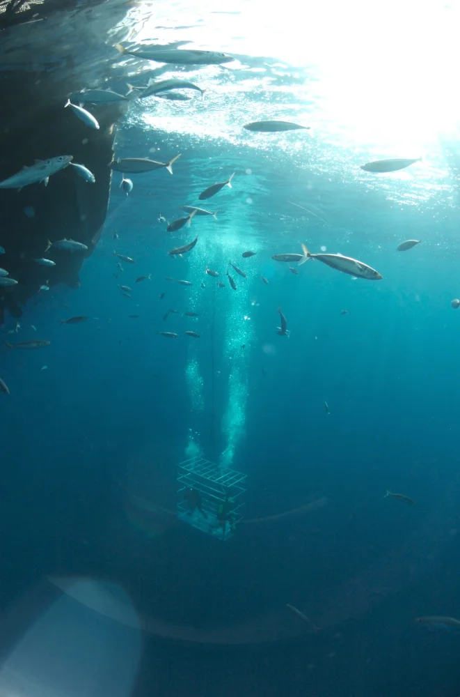 THE DEEP.jpg