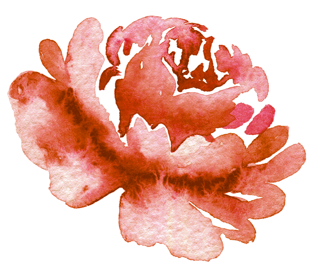 A watercolour rich red peony flower.