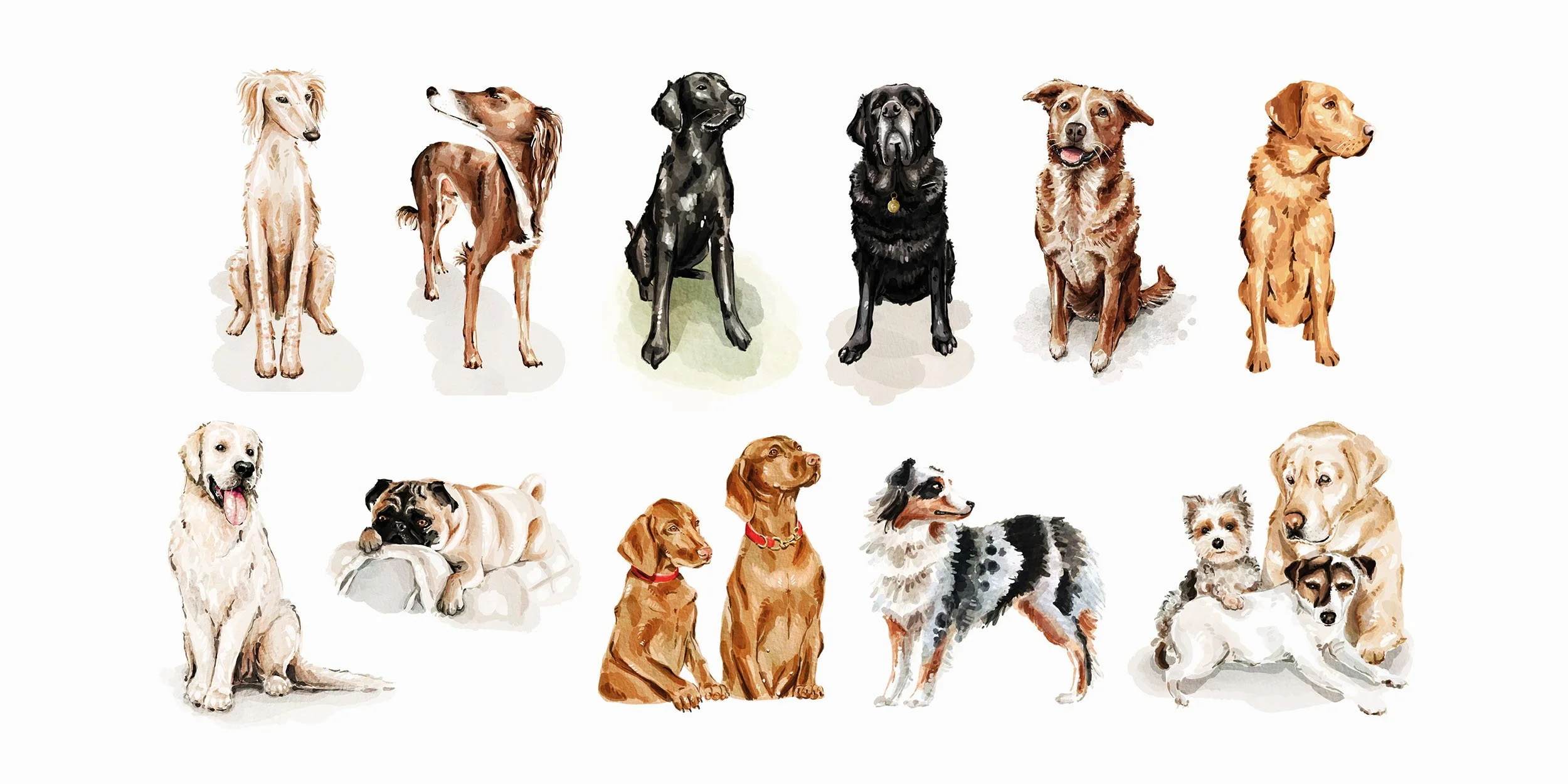 Website Imagery for Illustrations Pets.jpg