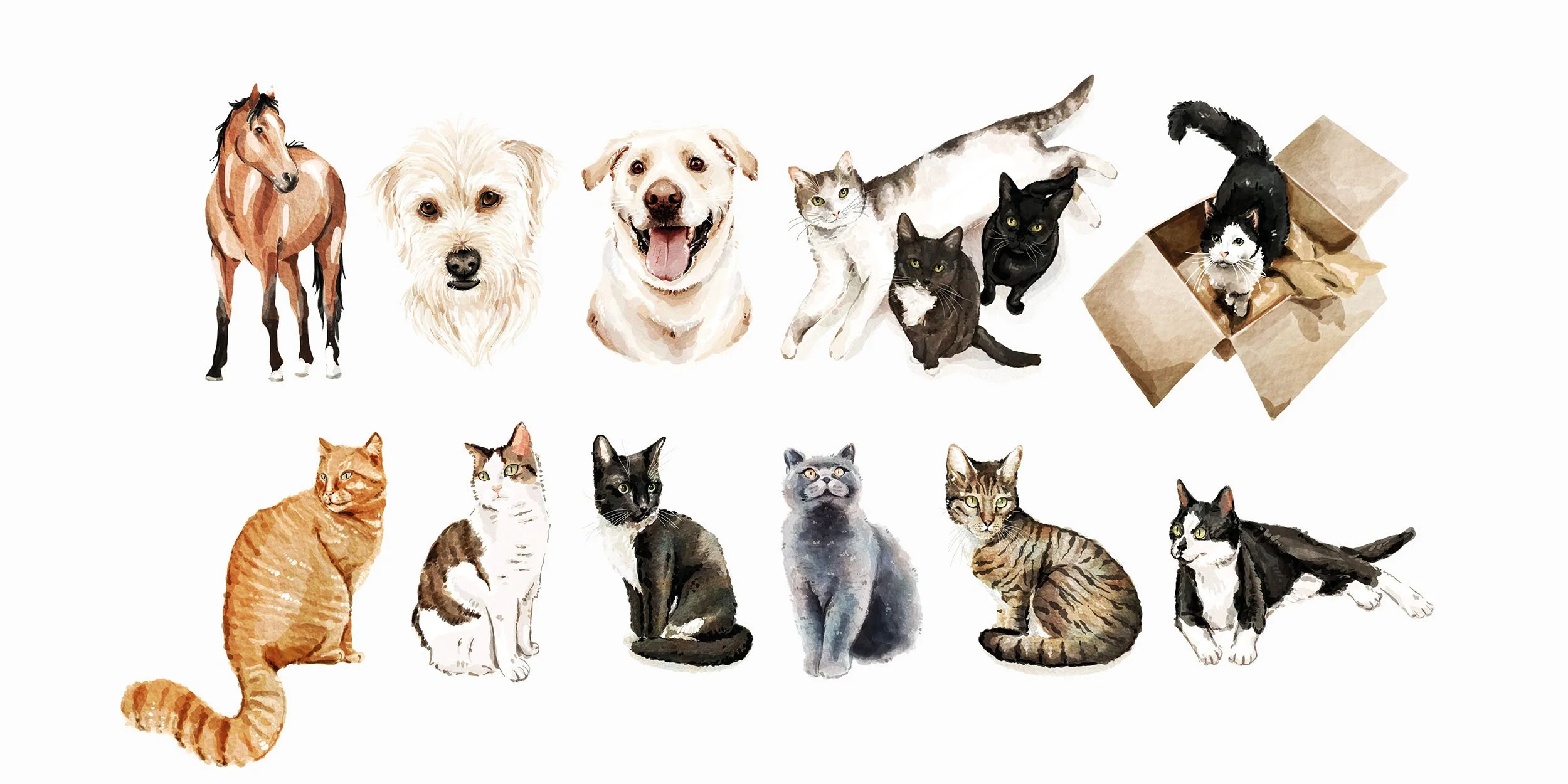 Website Imagery for Illustrations Pets2.jpg