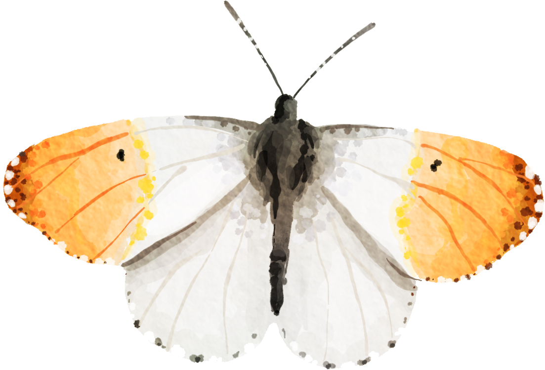 An watercolour painting of an orange-tip butterfly.