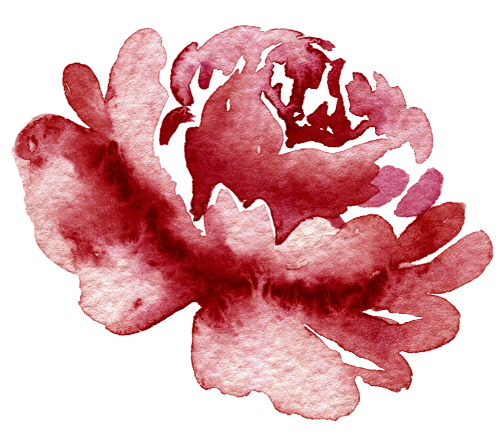 A watercolour burgundy peony flower.