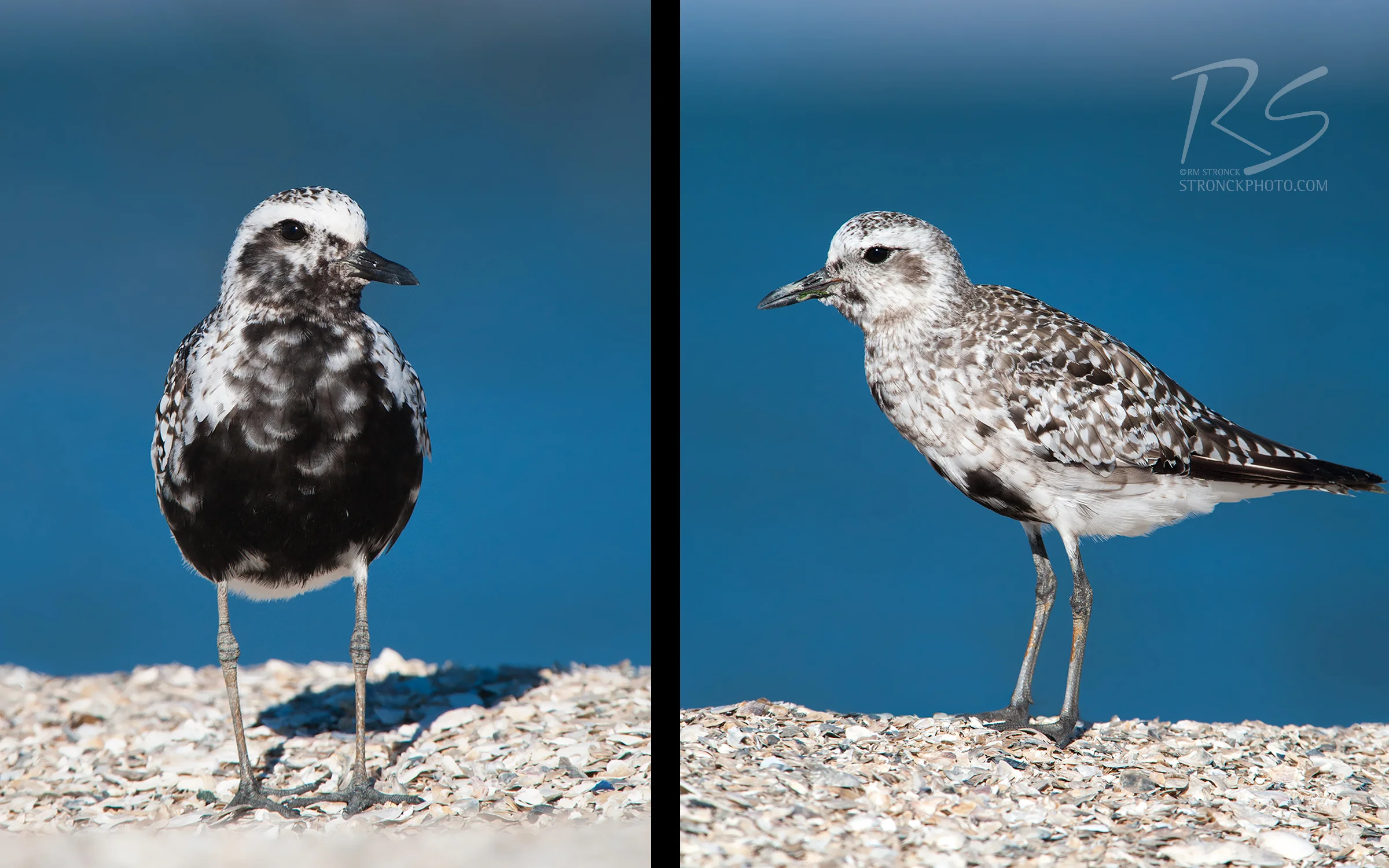 Black-bellied Plover
