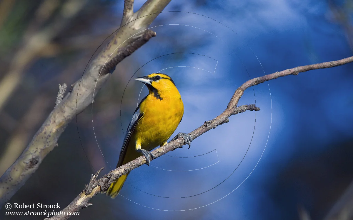   Bullock's Oriole -P.A. Baylands &nbsp; [Bullocks_Oriole211052]   