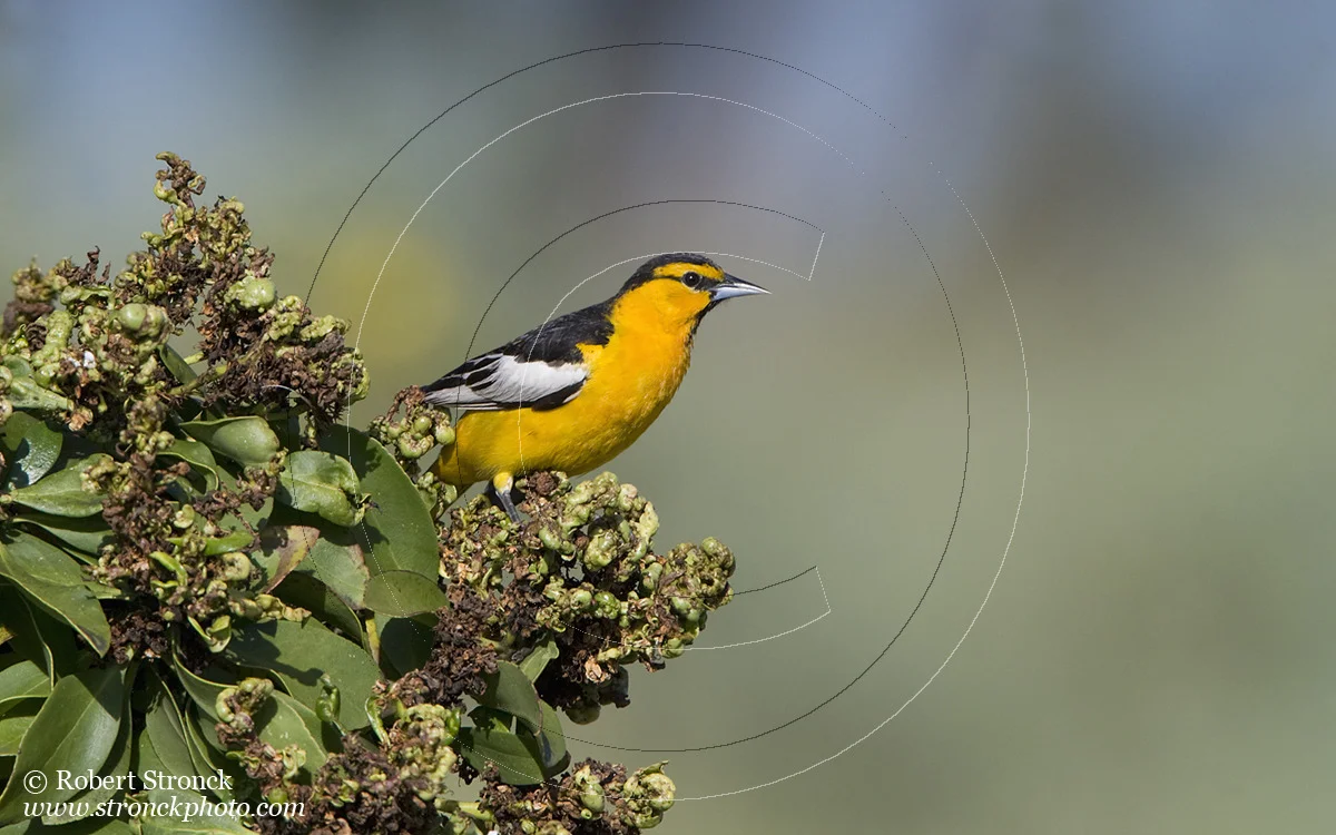  Bullock's Oriole -P.A. Baylands  &nbsp;[Bullocks_Oriole211049]   