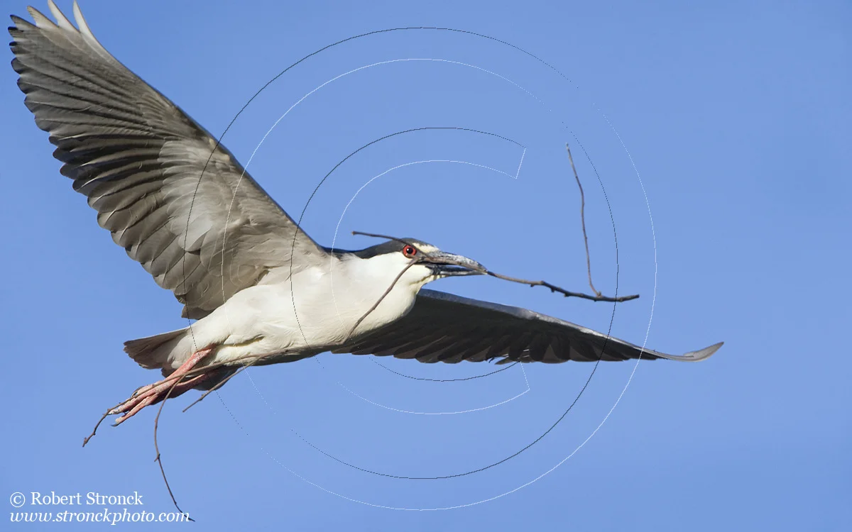   Black-crowned Night Heron w/nest material -PA Baylands  [BCN_Heron221023]   