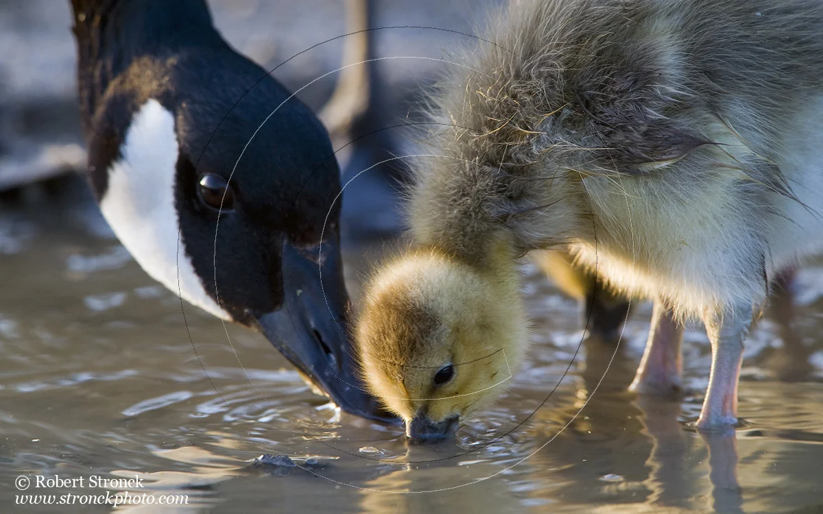   Canada Goose &amp; gosling at puddle -Radio Rd.  [CanGooseGosling221012]   