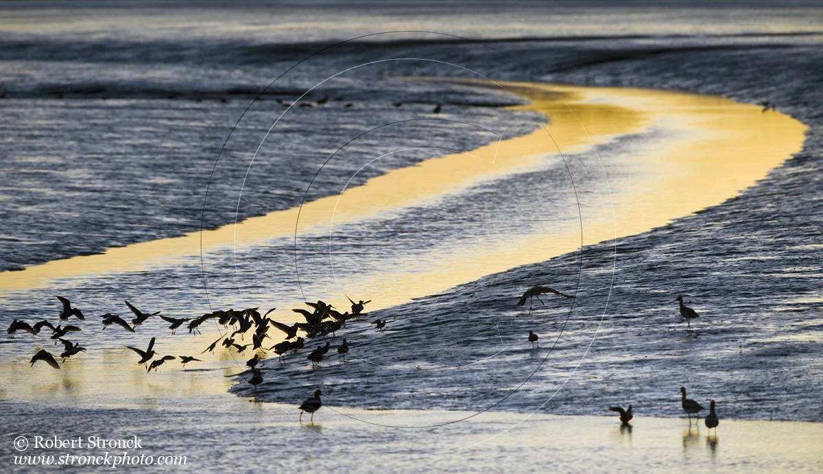   Palo Alto Baylands Preserve at sunset  [Baylands_Sunset5109]   