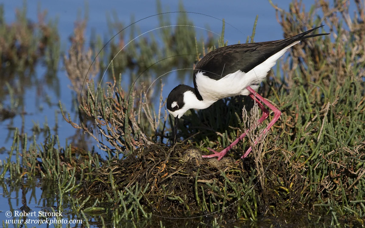   Black-necked Stilt at nest w/eggs -RWC  &nbsp;[BN_Stilt221047]   