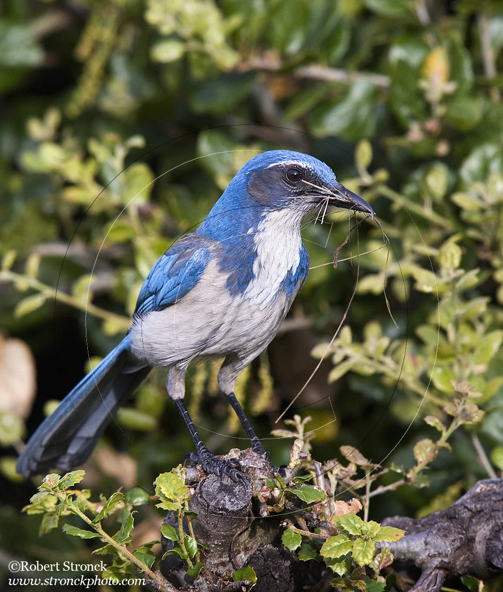   Scrub Jay with nest building material -San Mateo  [ScrubJay211065]   