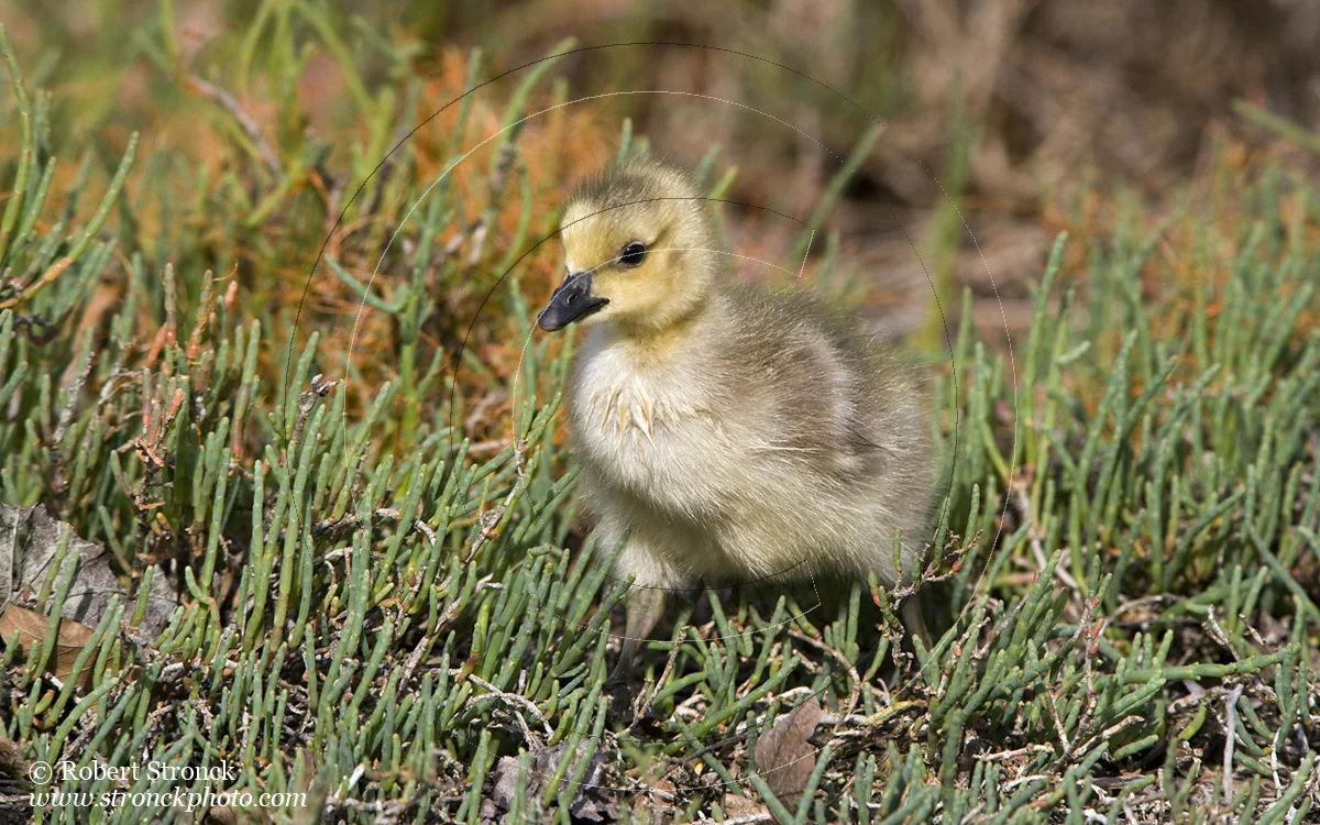   Canada Goose gosling in pickleweed -RWC    [CanGooseGosling221058]   