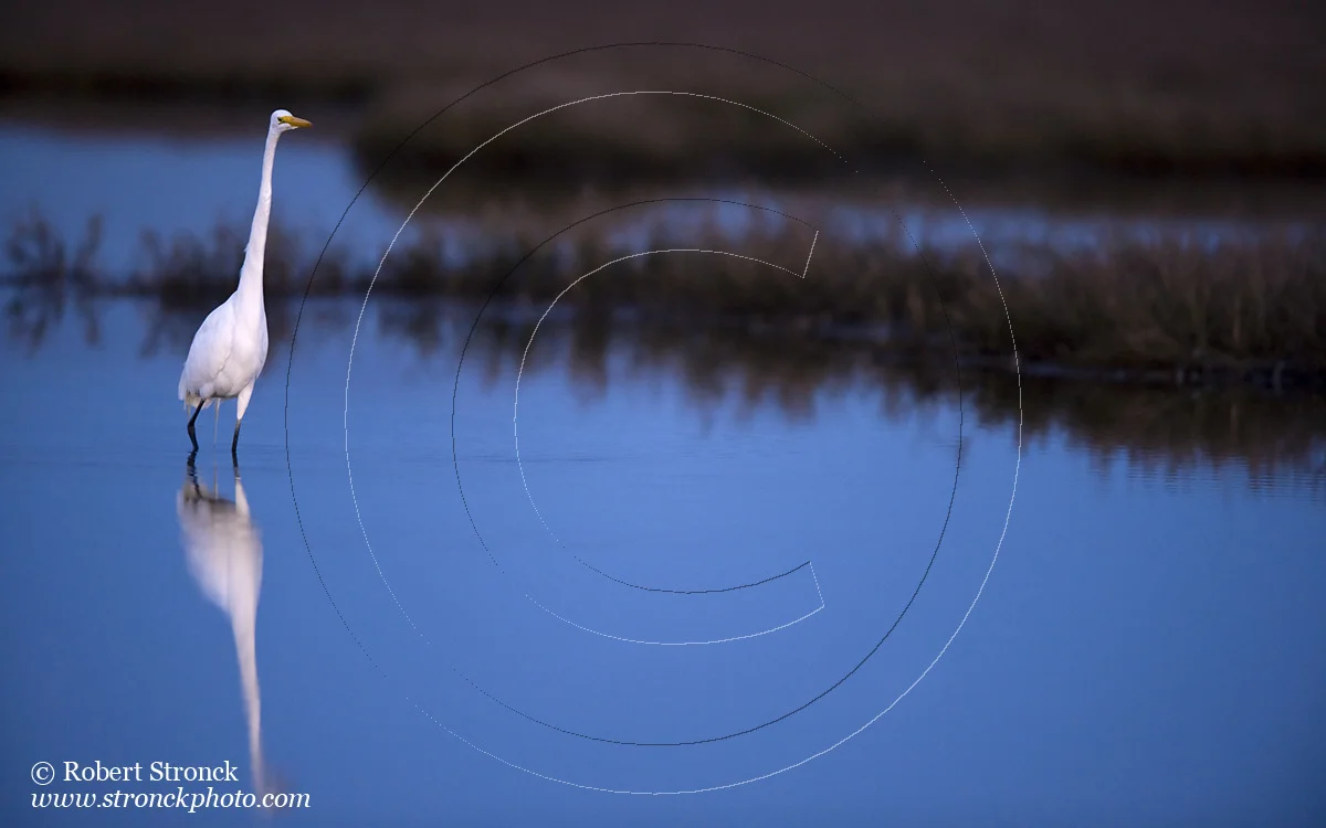   Great Egret at dusk -P.A. Baylands  &nbsp;[Great_Egret221023]   