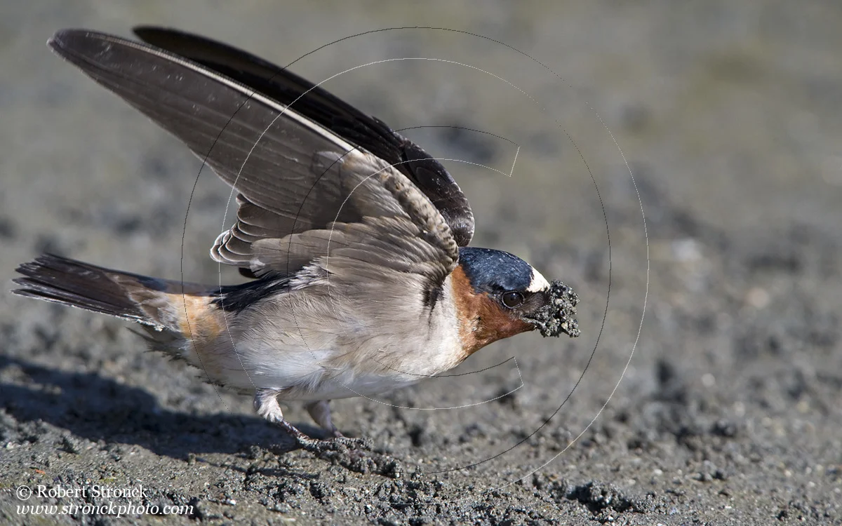   Cliff Swallow collecting mud for nest -PA Baylands  [Cliff_Swallow211084]   