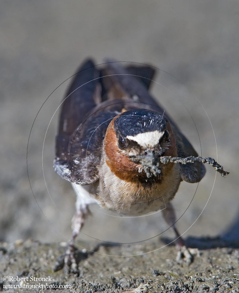   Cliff Swallow collecting mud for nest -PA Baylands  [Cliff_Swallow211078]   