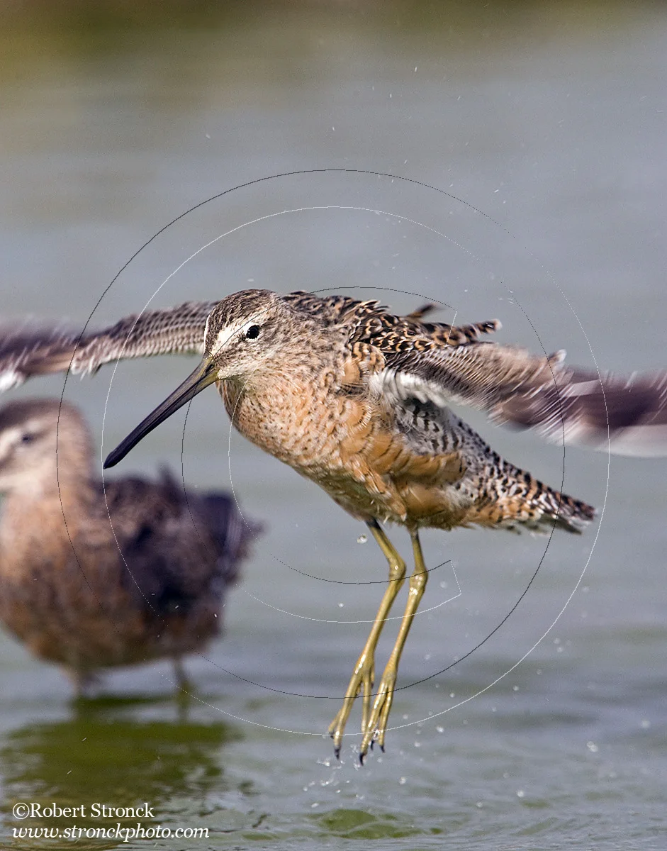   Yellowlegs -Radio Rd. pond, Redwood Shores  [Yellowlegs221066]   
