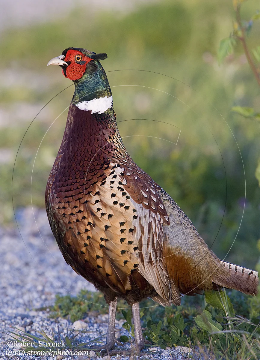   Ring-necked Pheasant -P.A. Baylands Preserve &nbsp; [Pheasant211071]   