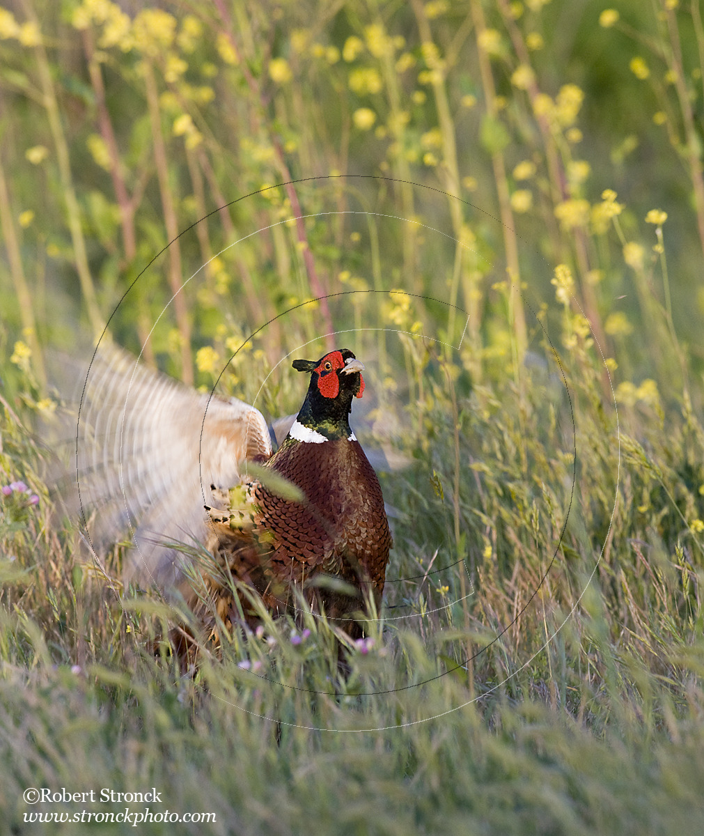  Ring-necked Pheasant territorial display -PA Baylands &nbsp; [Pheasant211082]   