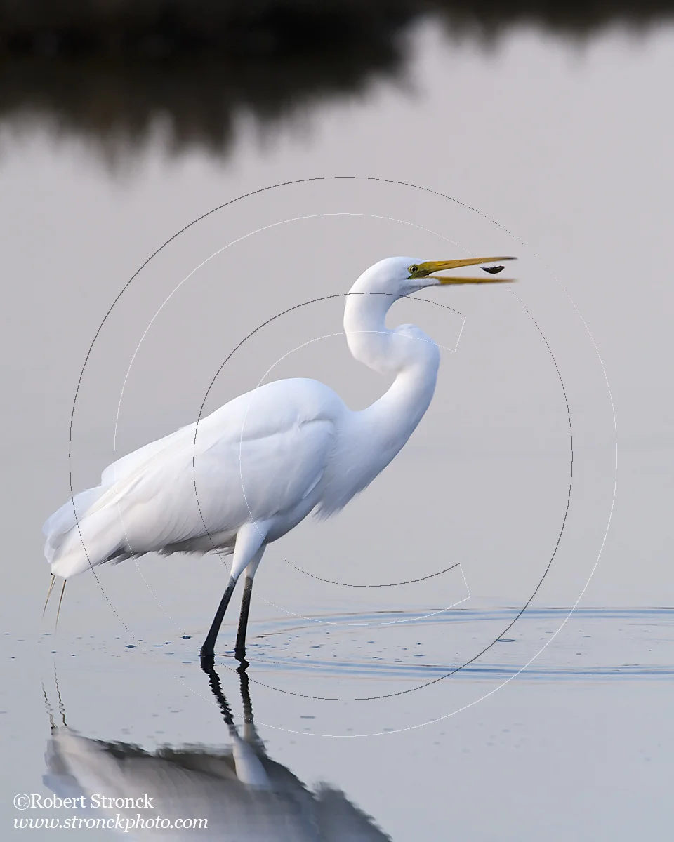   Great Egret -P.A. Baylands Preserve&nbsp; &nbsp;[Great_Egret22107]   
