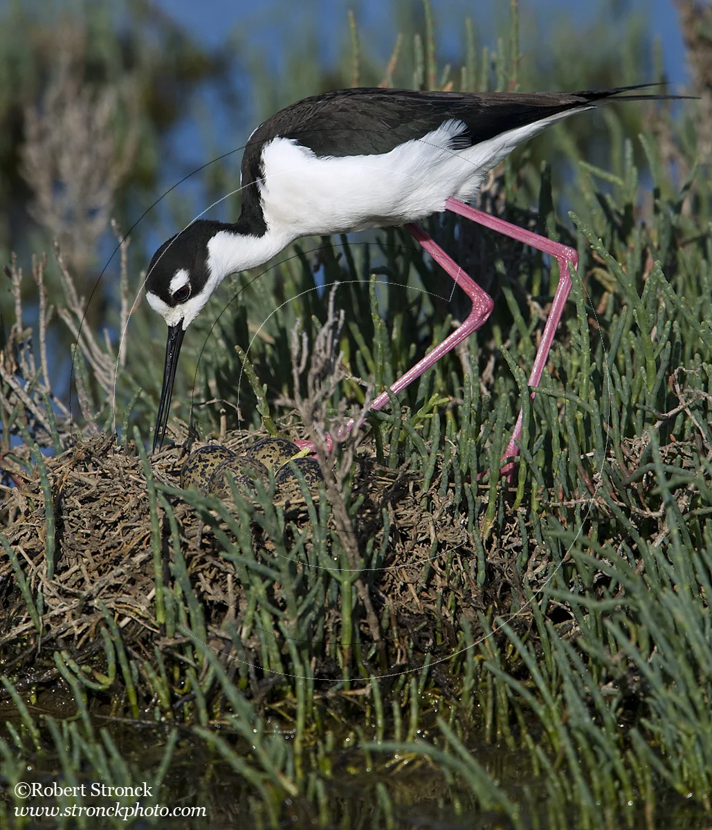   Black-necked Stilt at nest w/eggs -RWC  [BN_Stilt_nest221012]   