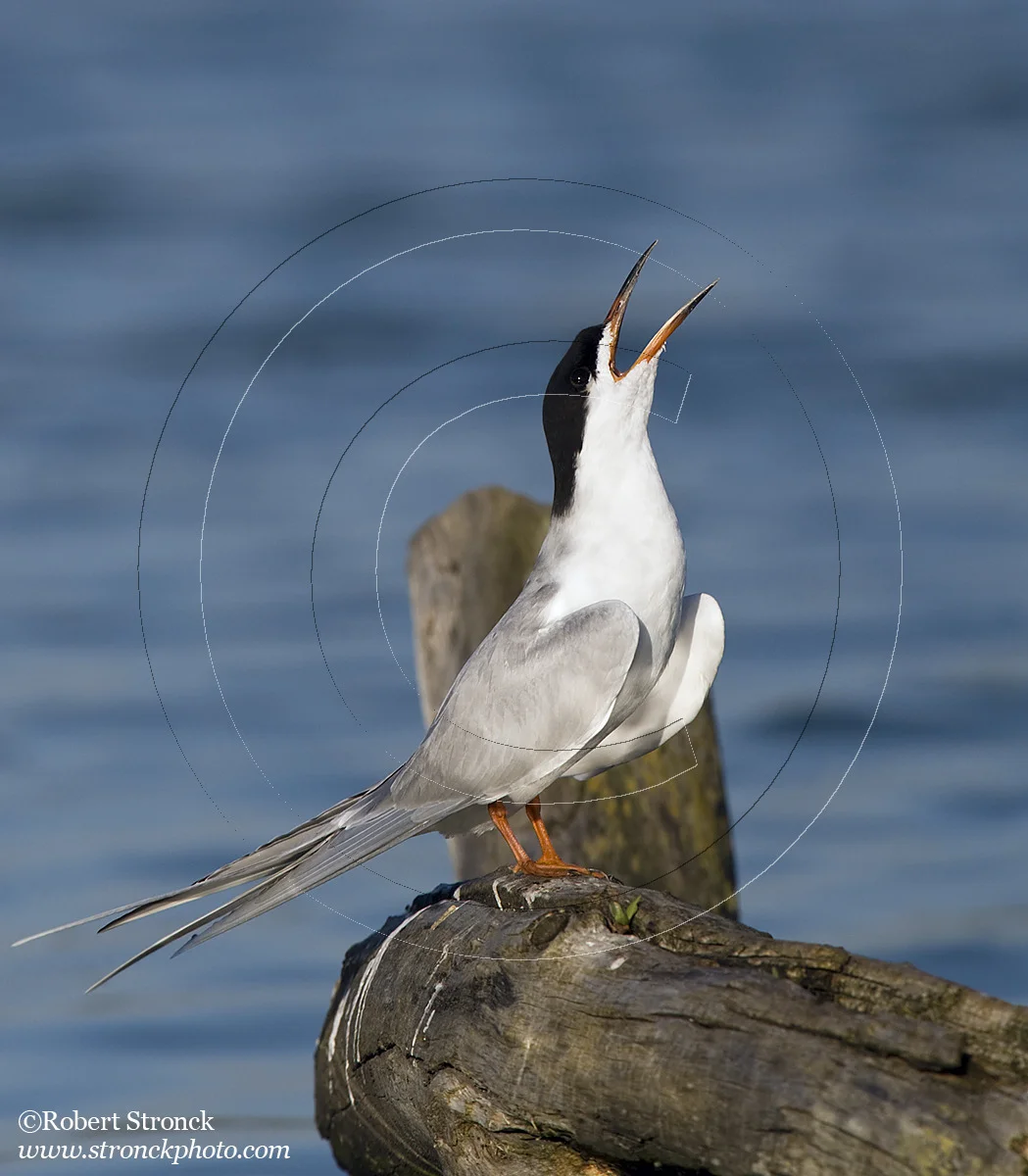   Forster's Tern displaying -Radio Rd. pond &nbsp; [ForTern221056]   