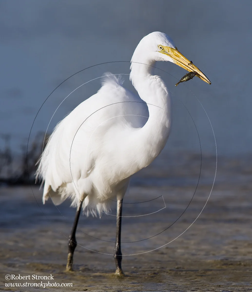   Great Egret -P.A. Baylands Preserve&nbsp; &nbsp;[GreatEgret221038]   