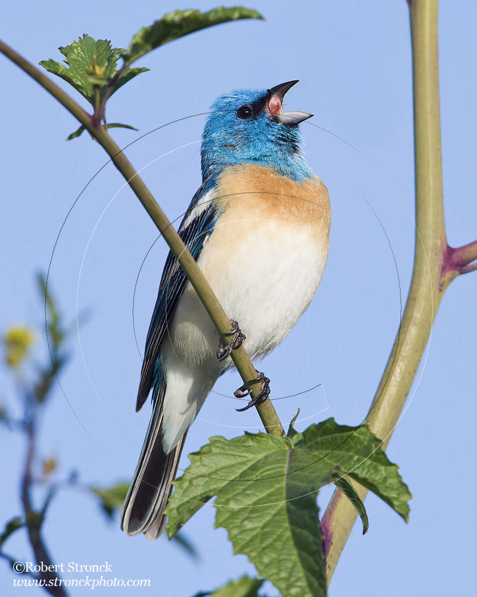   Lazuli Bunting, breeding male singing -Rancho San Antonio O.S.P  [Lazuli_Bunting21101]   